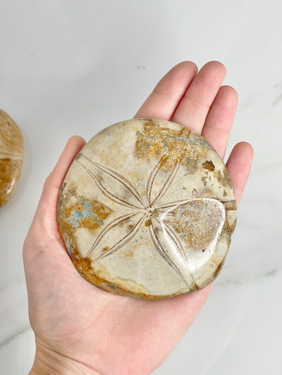 Sea Urchin Echinoid Fossil #2