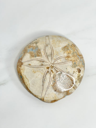 Sea Urchin Echinoid Fossil #2